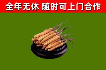 潼南回收散虫草