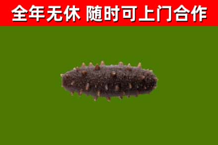 潼南回收海参干